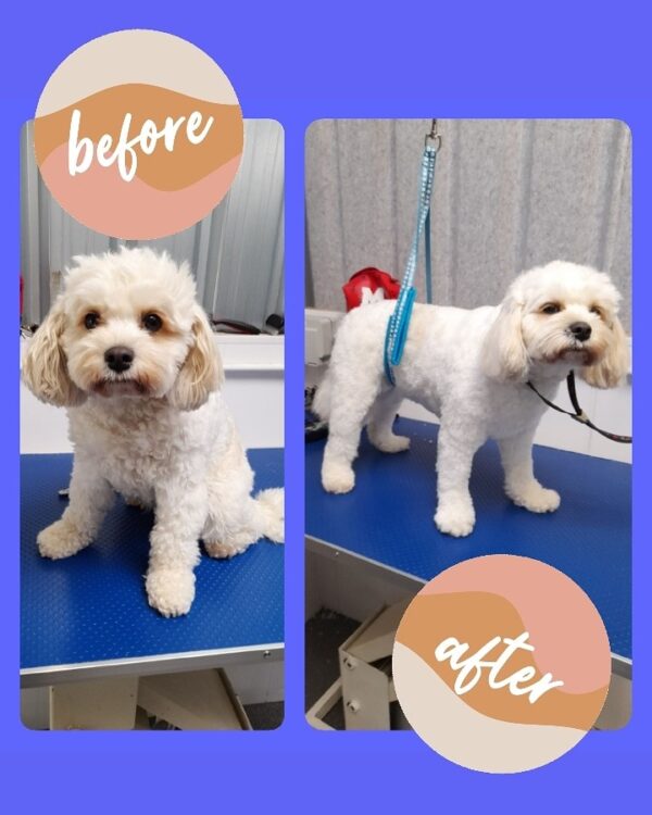 Glasslyn Fluff & Buff Grooming Glasslyn Veterinary Surgery