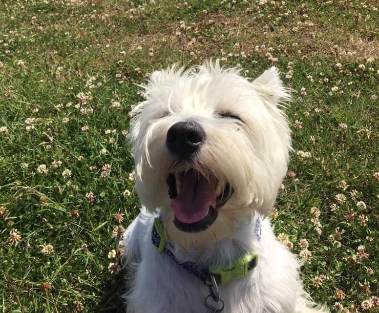 daisy