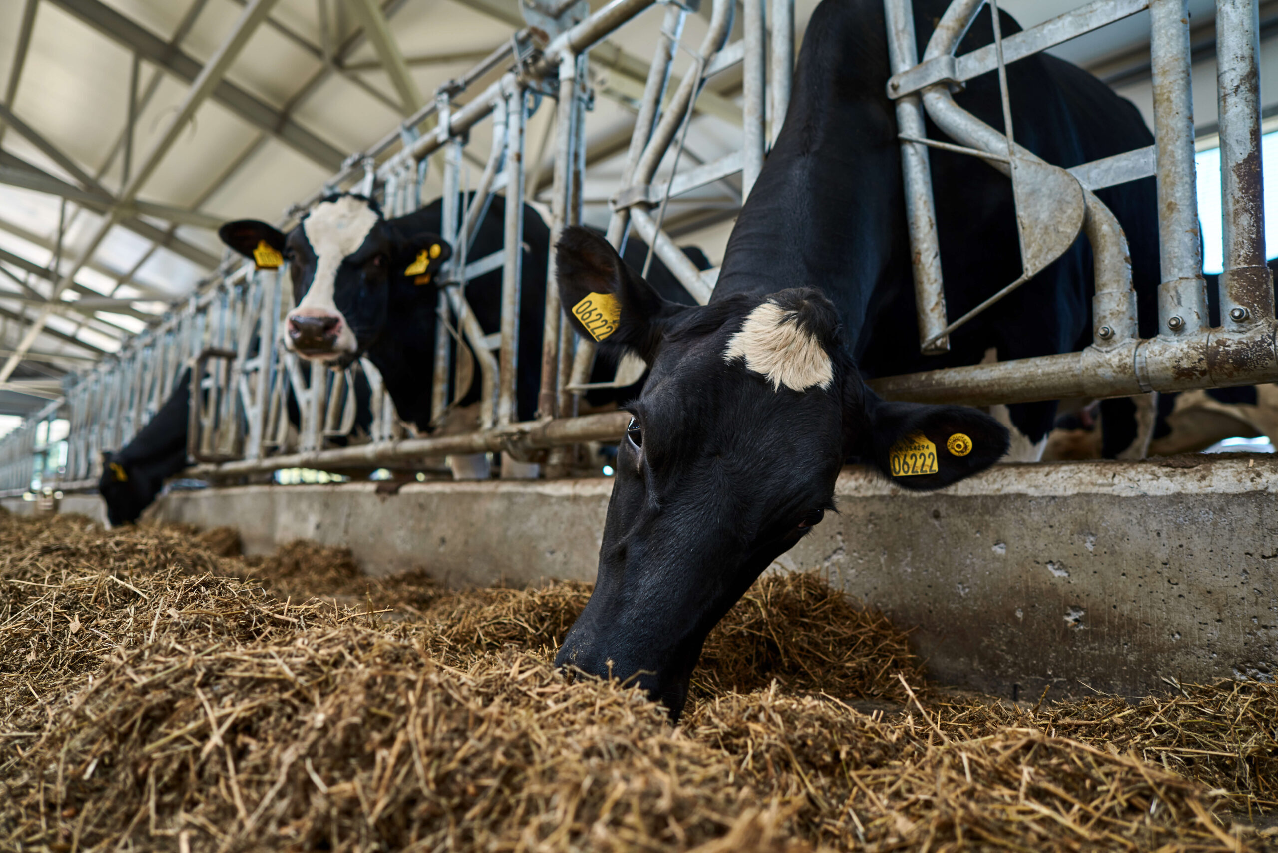Cows eating silage low res