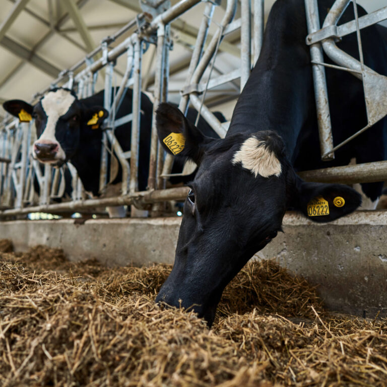 Cows eating silage low res