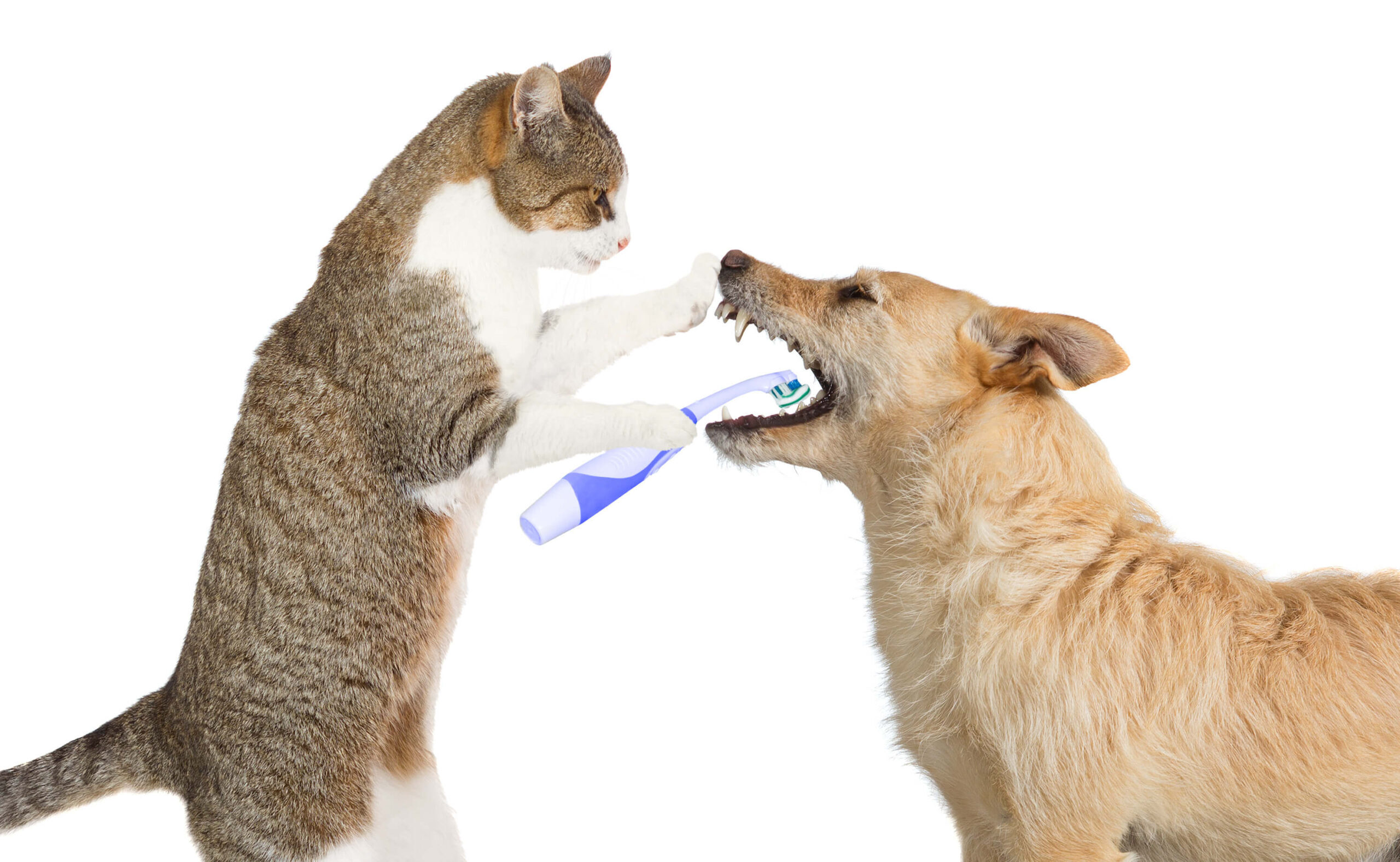 Cute cat cleaning dogs teeth low res