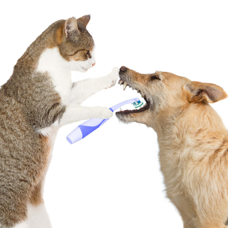 Cute cat cleaning dogs teeth low res