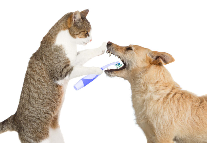 Cute cat cleaning dogs teeth low res