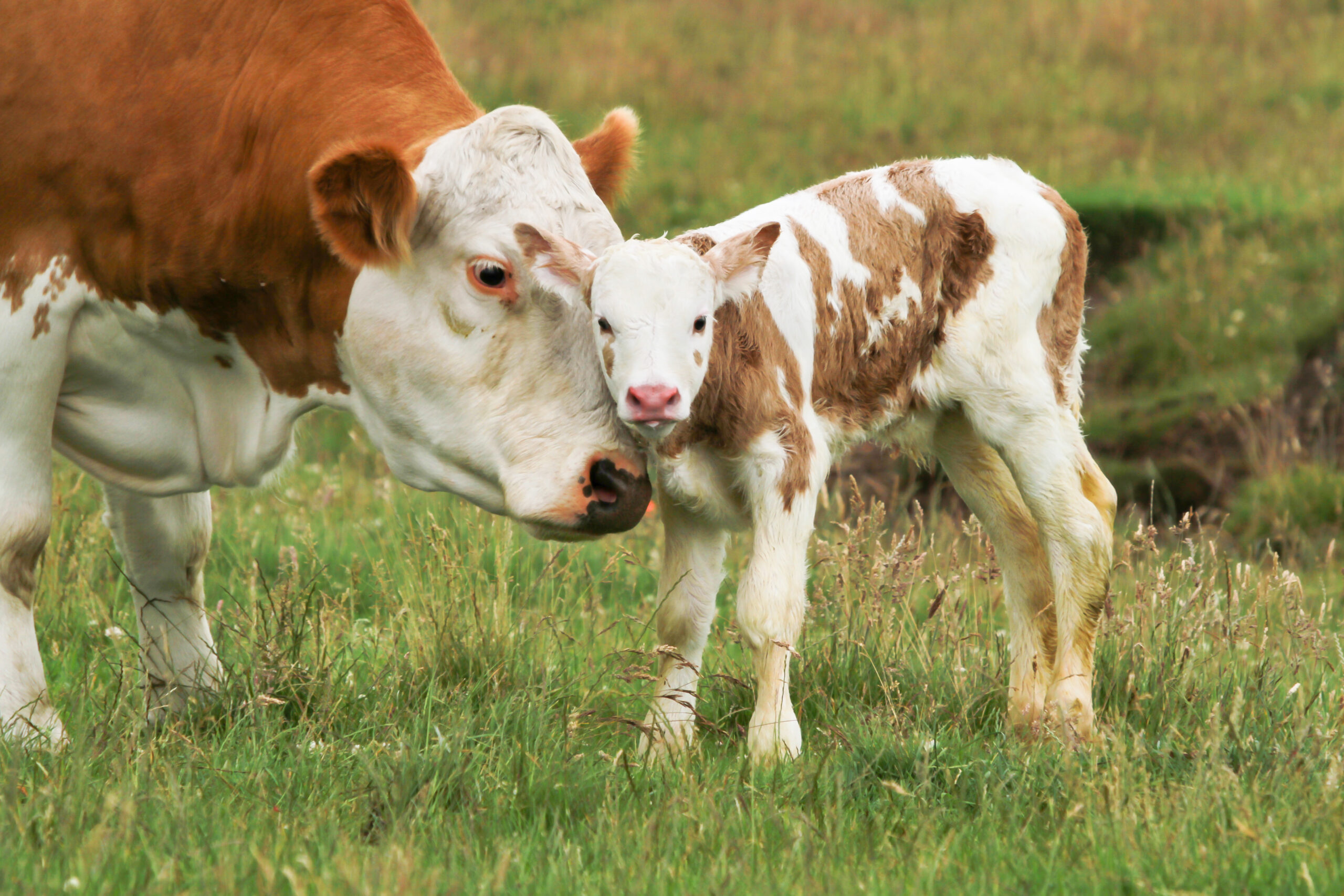 new born calf