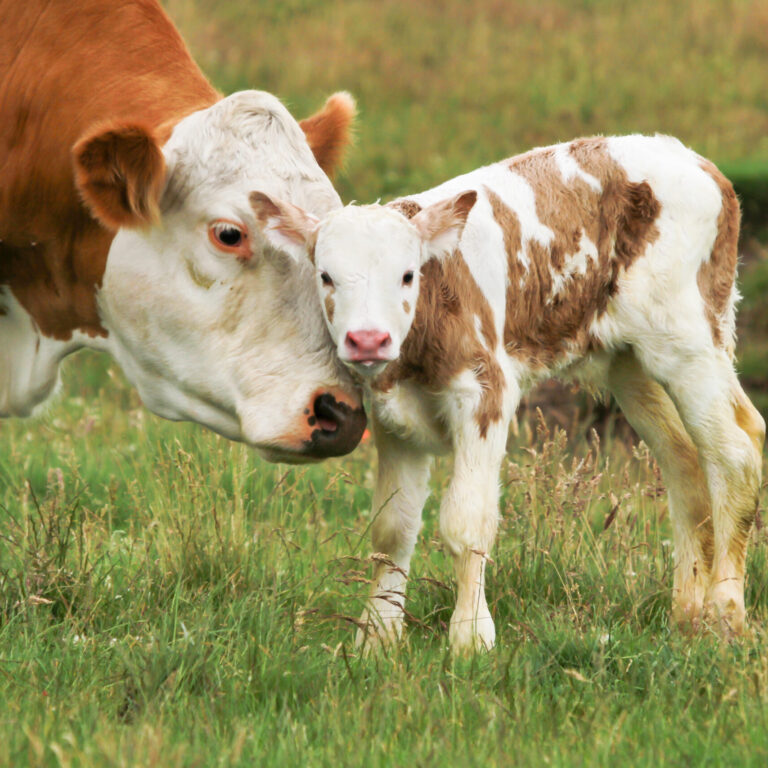 new born calf