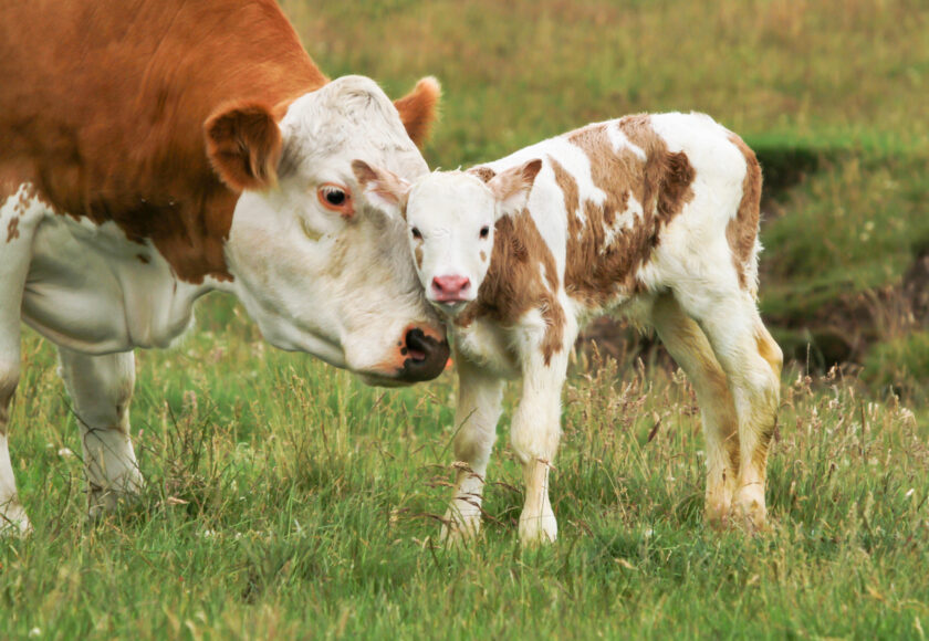 new born calf