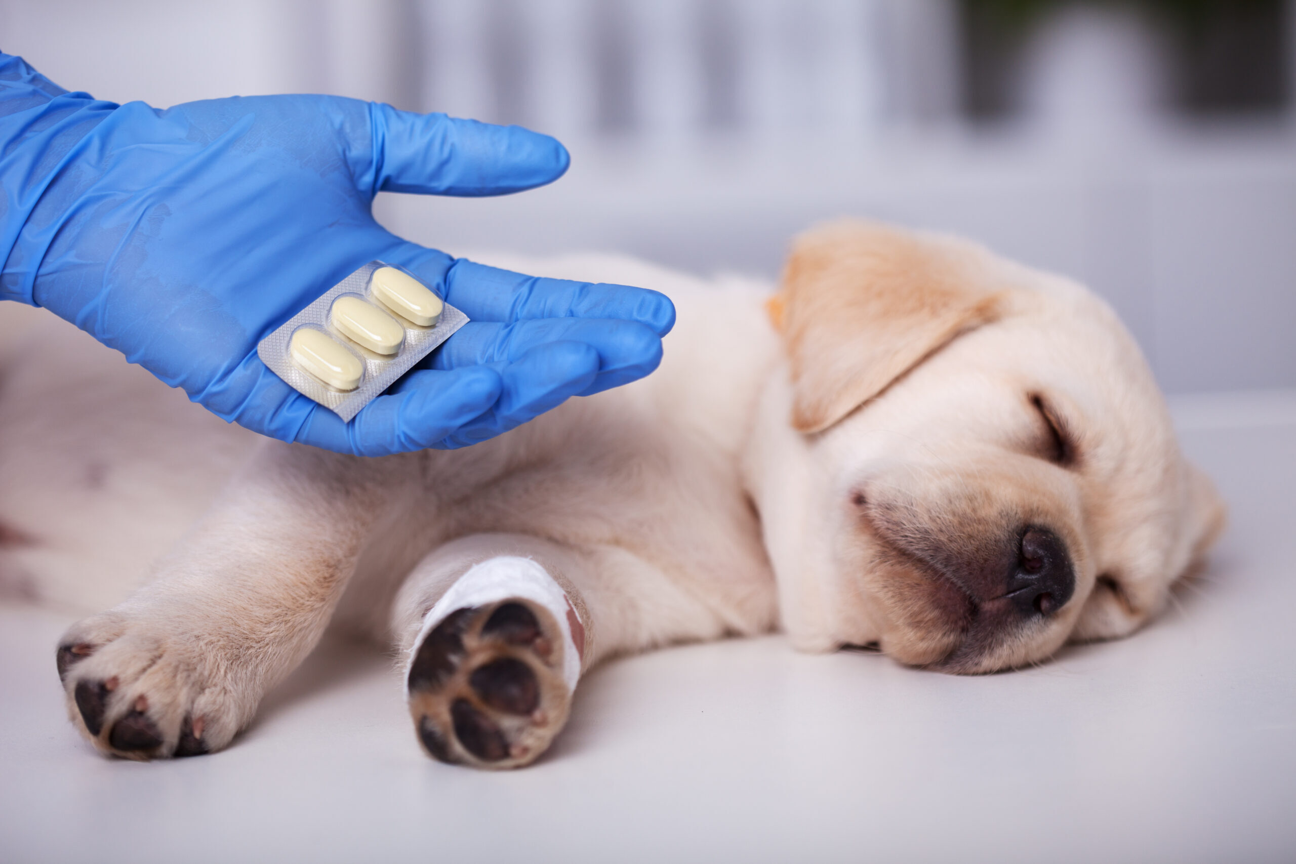 Cute puppy dog getting medication after treatment at the veterin