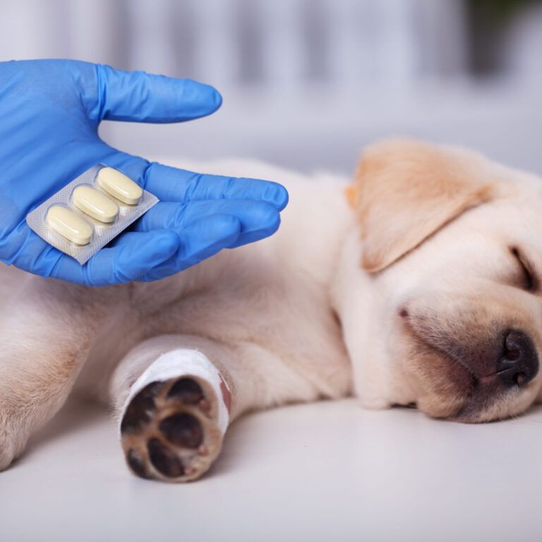 Cute puppy dog getting medication after treatment at the veterin