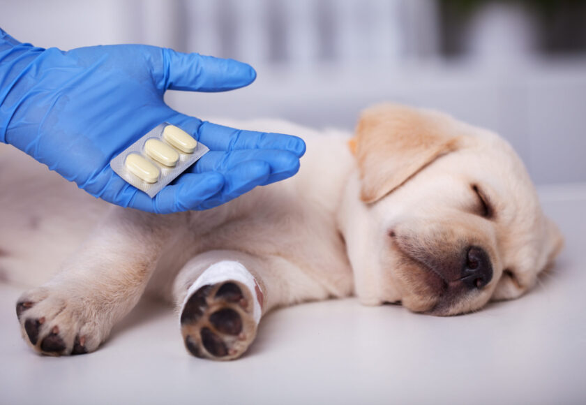 Cute puppy dog getting medication after treatment at the veterin