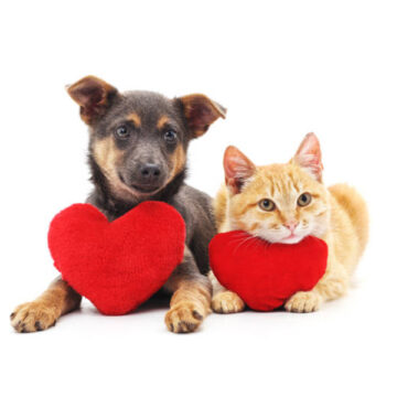 pets