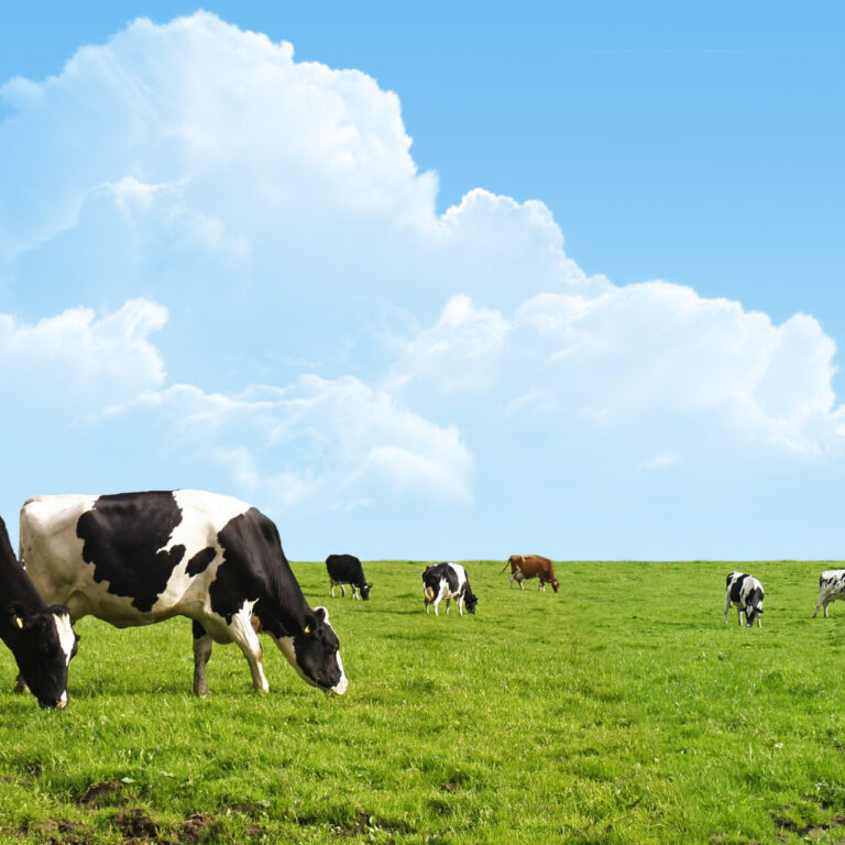 Cows grazing on a green field.