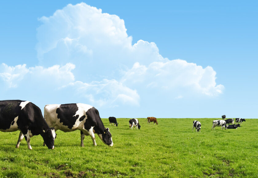 Cows grazing on a green field.