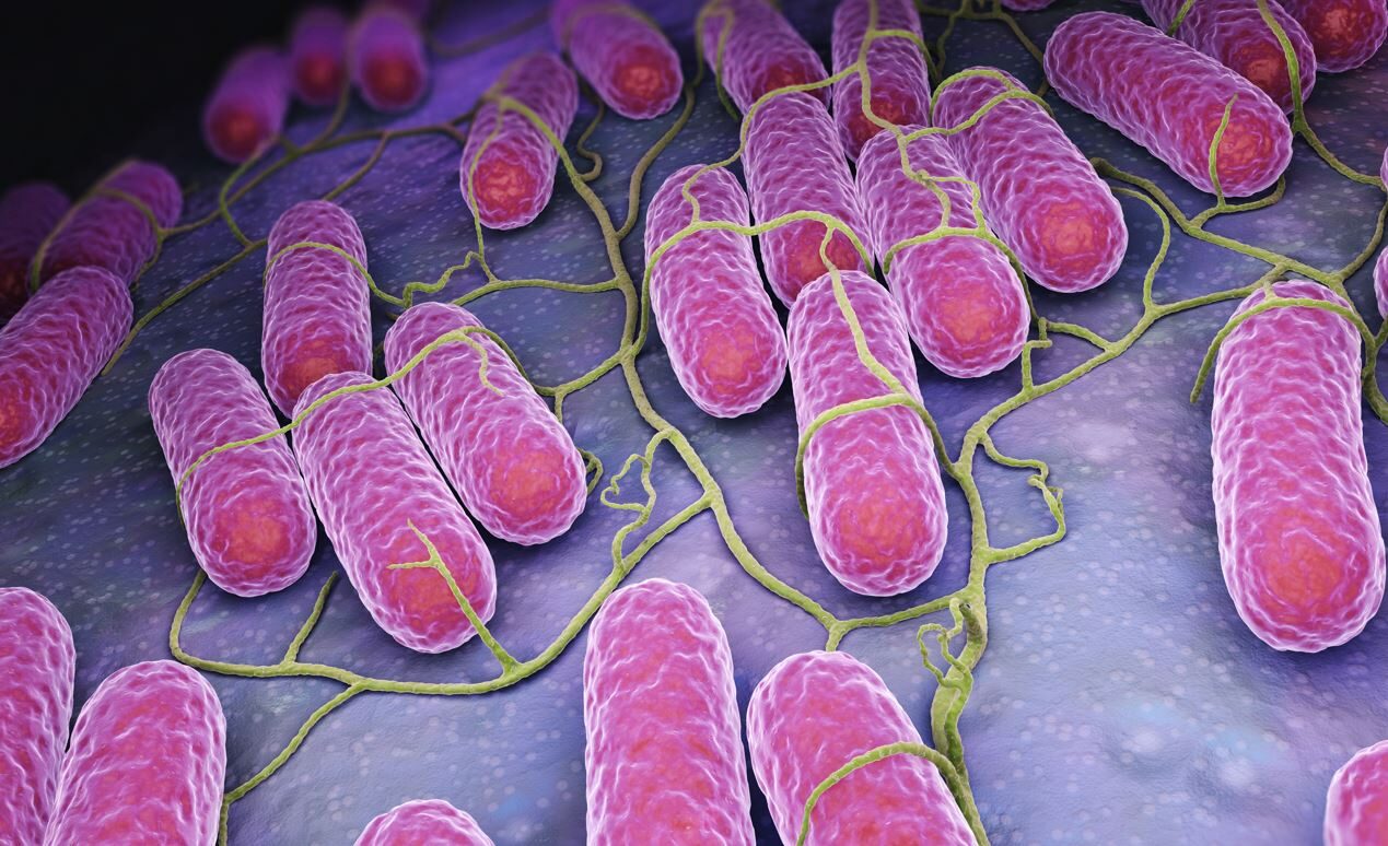 Salmonella low res