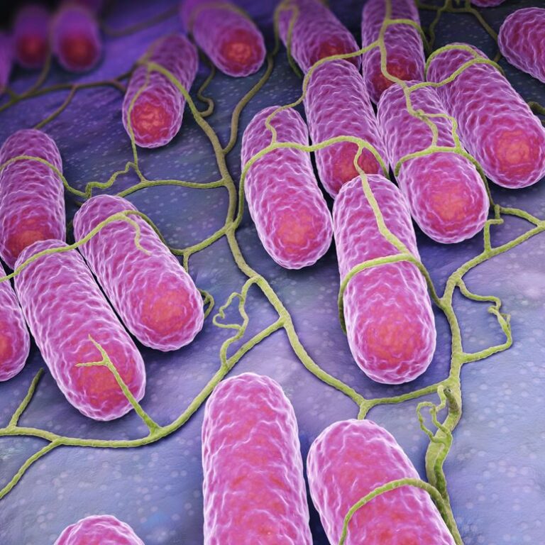 Salmonella low res