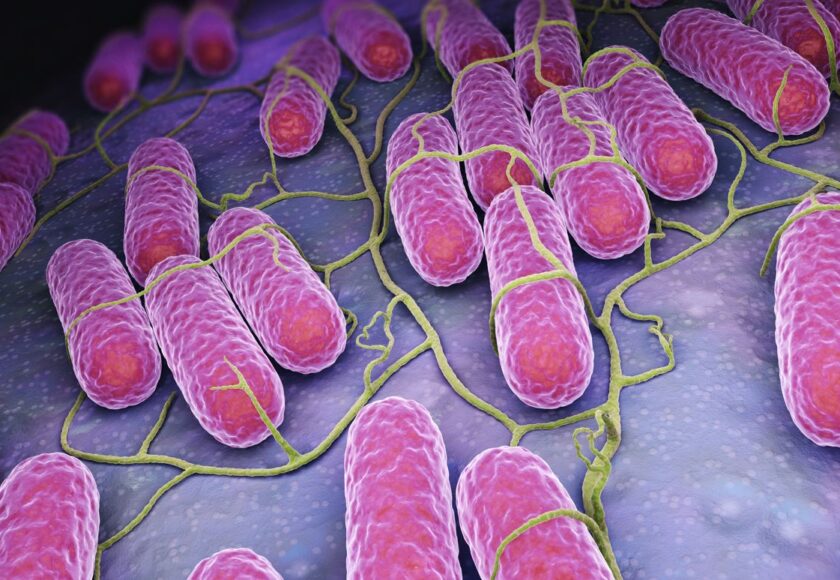 Salmonella low res