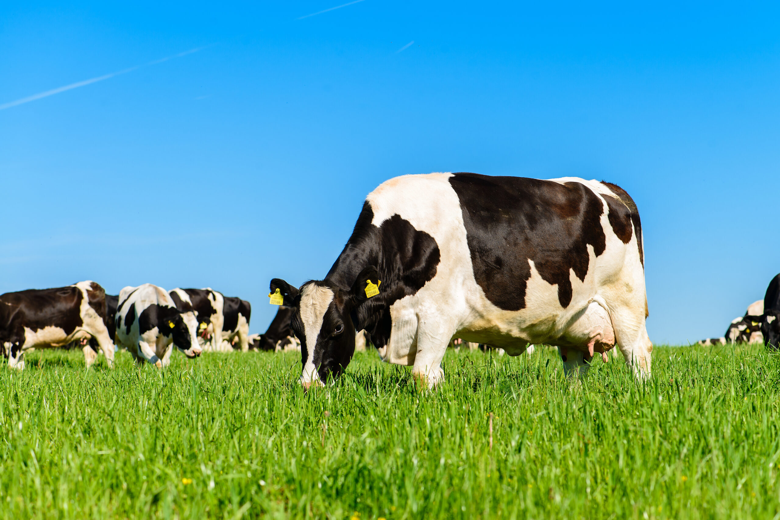 cows graze on a green field in sunny weather, layout with space for text