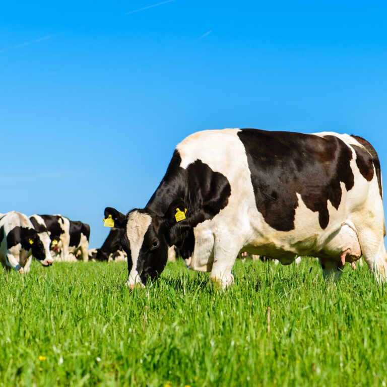 cows graze on a green field in sunny weather, layout with space for text
