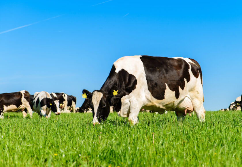 cows graze on a green field in sunny weather, layout with space for text