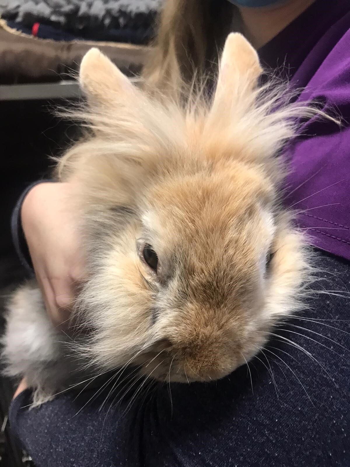 bunny2