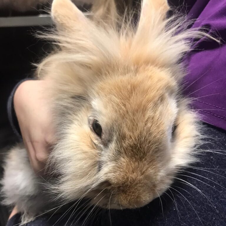 bunny2