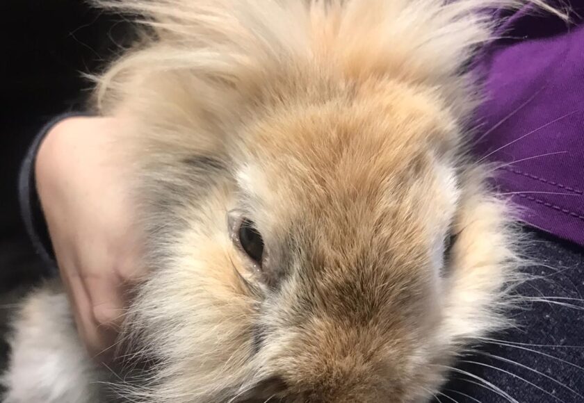 bunny2