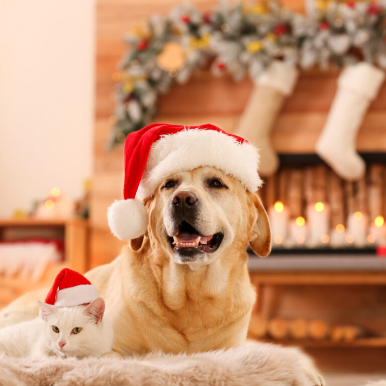 Adorable dog and cat wearing Santa hats together at room decorat
