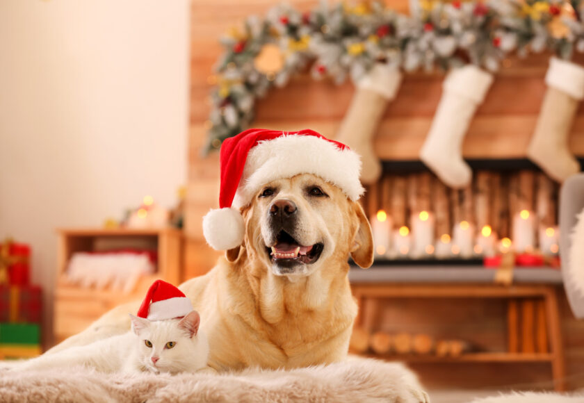 Adorable dog and cat wearing Santa hats together at room decorat