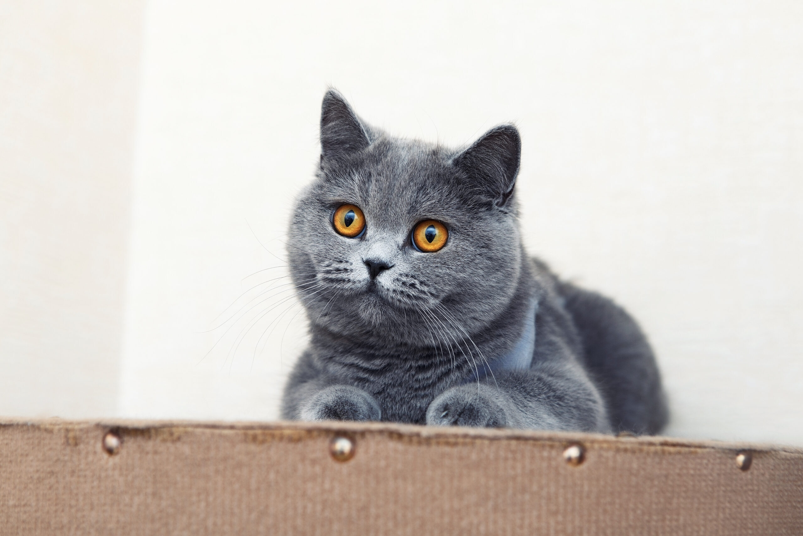 British shorthair cat, domestic cat, neutered cat in a blanket