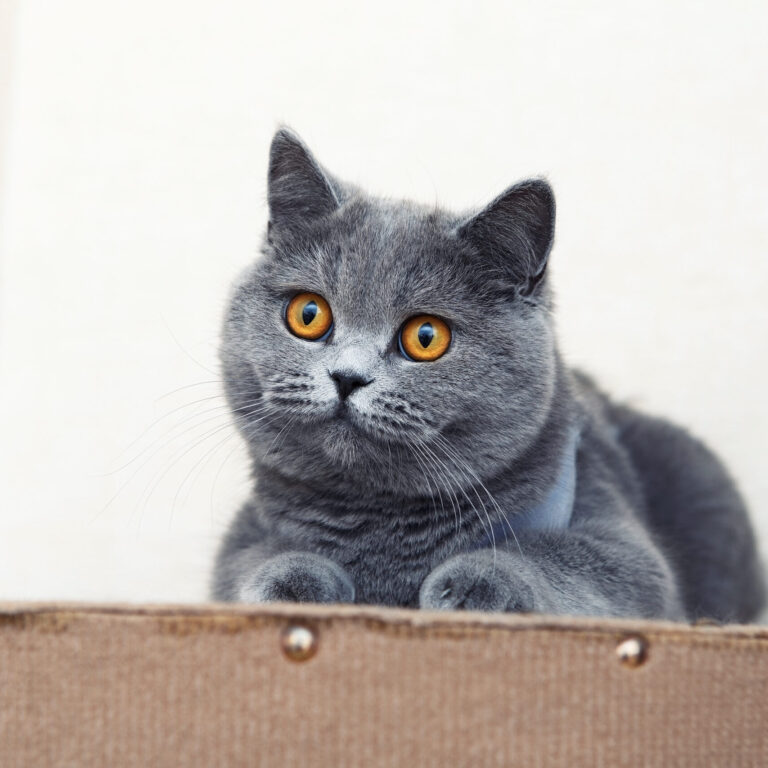 British shorthair cat, domestic cat, neutered cat in a blanket