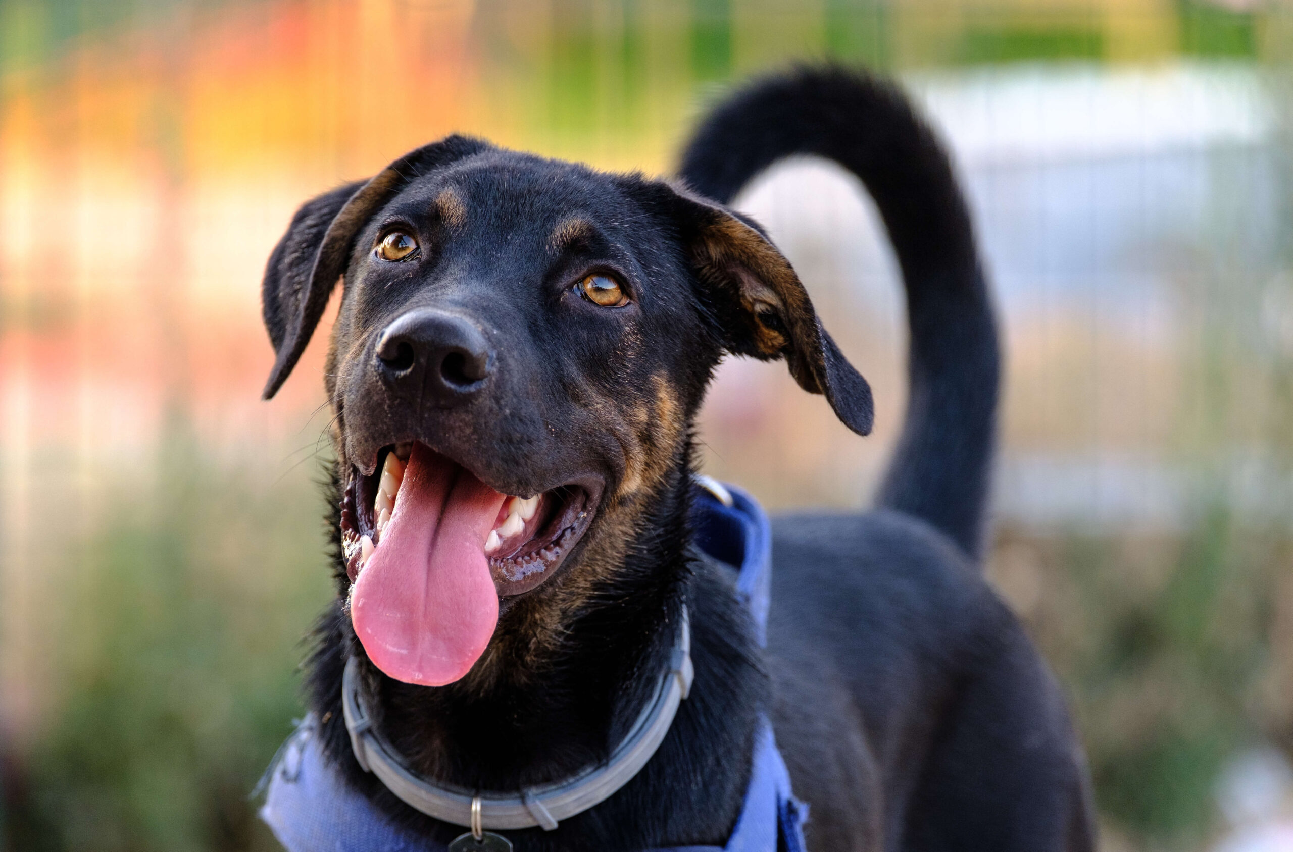 black dog portrait walking in a park, with harness and flea collar low res