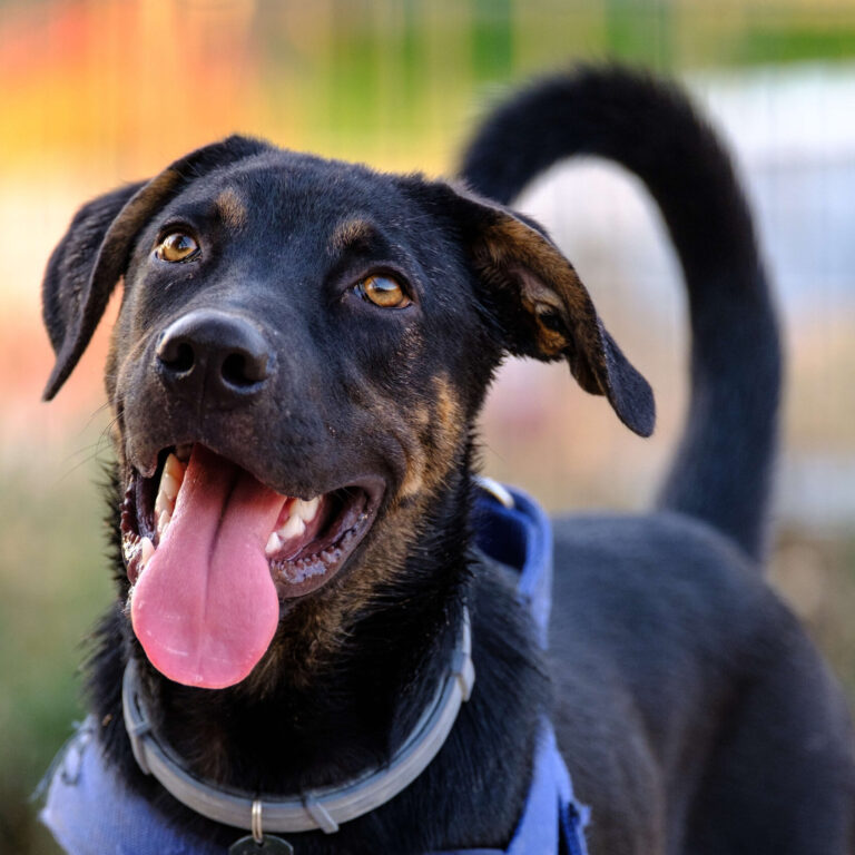 black dog portrait walking in a park, with harness and flea collar low res