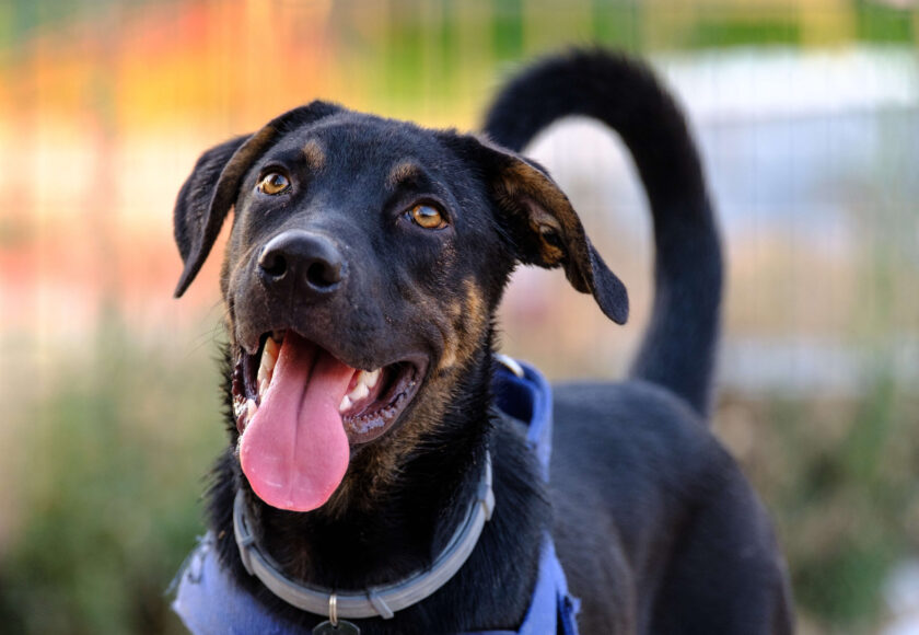 black dog portrait walking in a park, with harness and flea collar low res