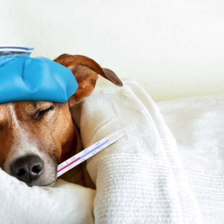 pet-first-aid-kit
