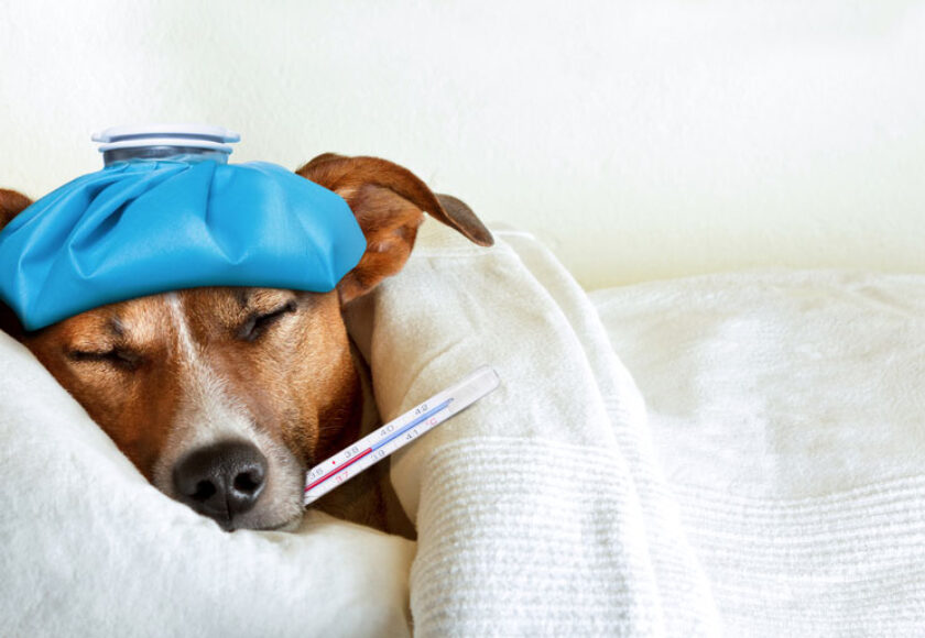 pet-first-aid-kit