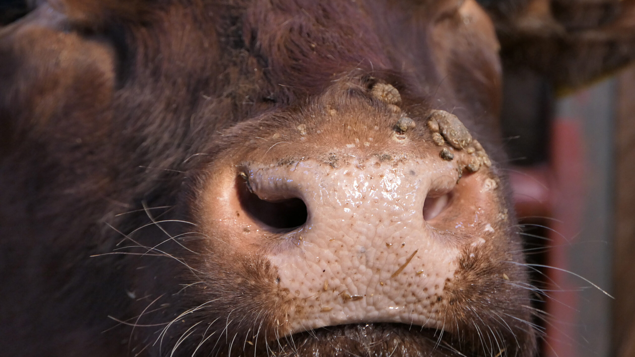 Cow with warts caused by an infectious and contagious virus bovi