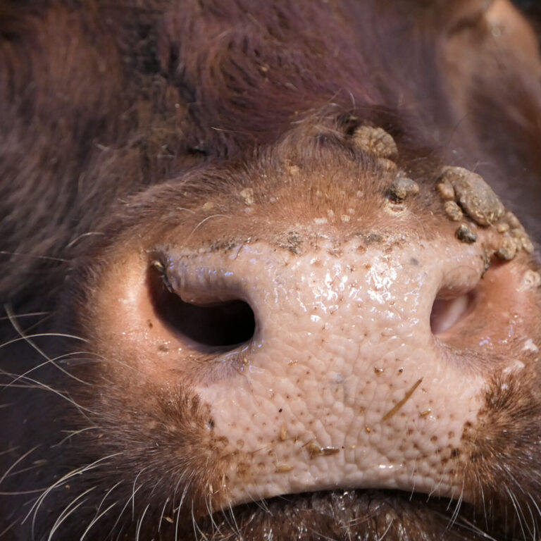 Cow with warts caused by an infectious and contagious virus bovi