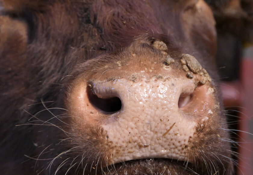 Cow with warts caused by an infectious and contagious virus bovi