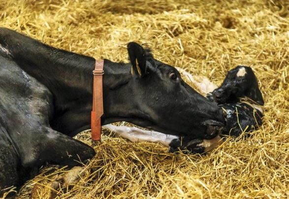 Milk fever cow and calf