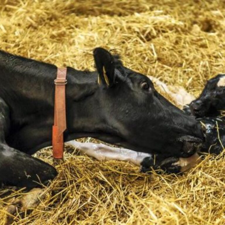 Milk fever cow and calf