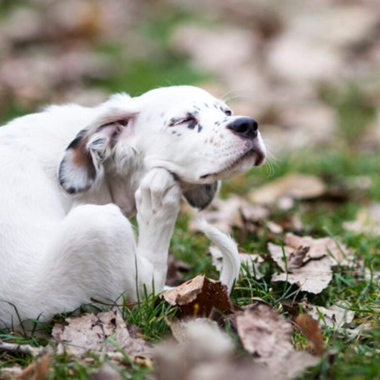 itchy