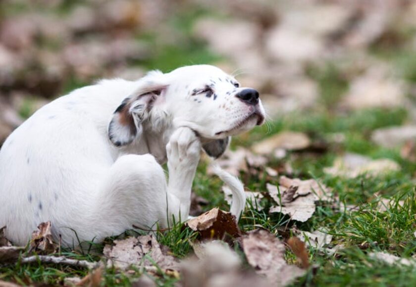 itchy
