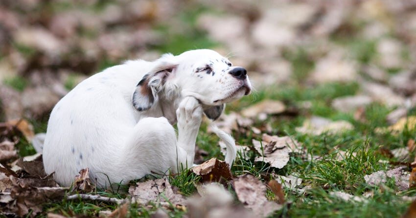 itchy
