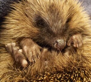 hedgehog