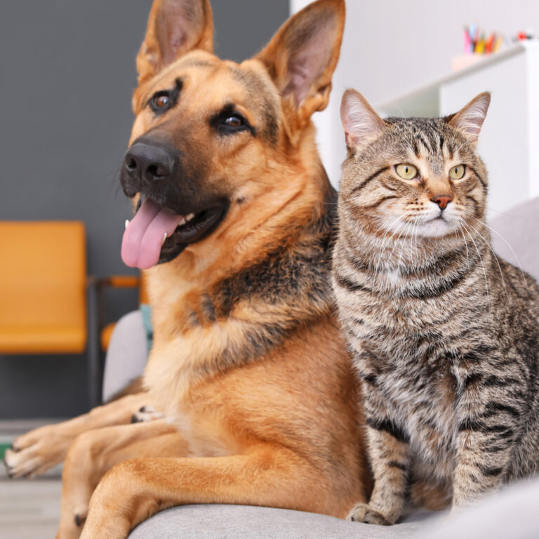Adorable cat and dog resting together on sofa indoors. Animal fr