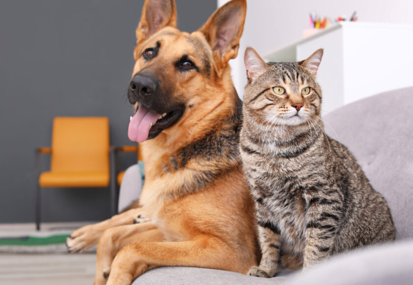 Adorable cat and dog resting together on sofa indoors. Animal fr