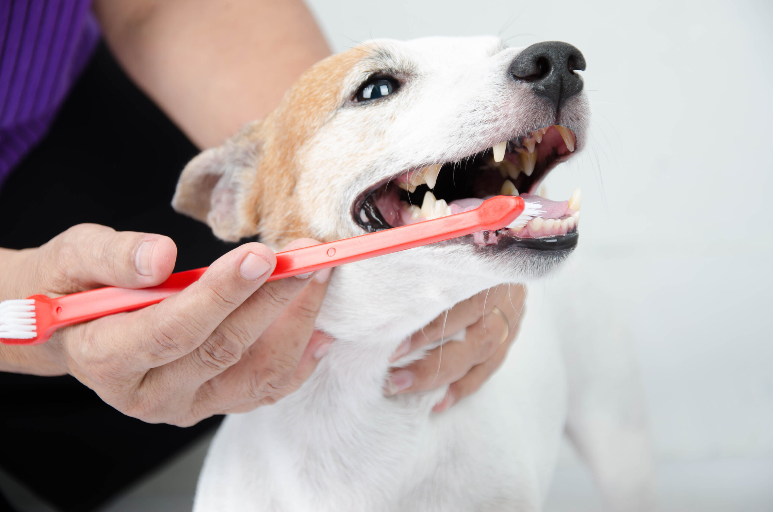 hand brushing dog’s tooth for dental care