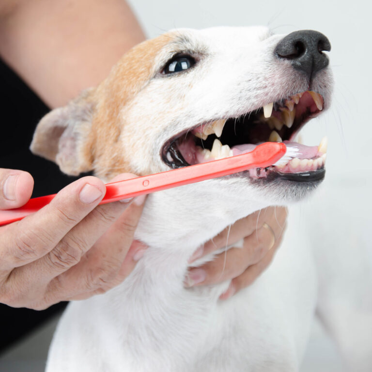 hand brushing dog’s tooth for dental care