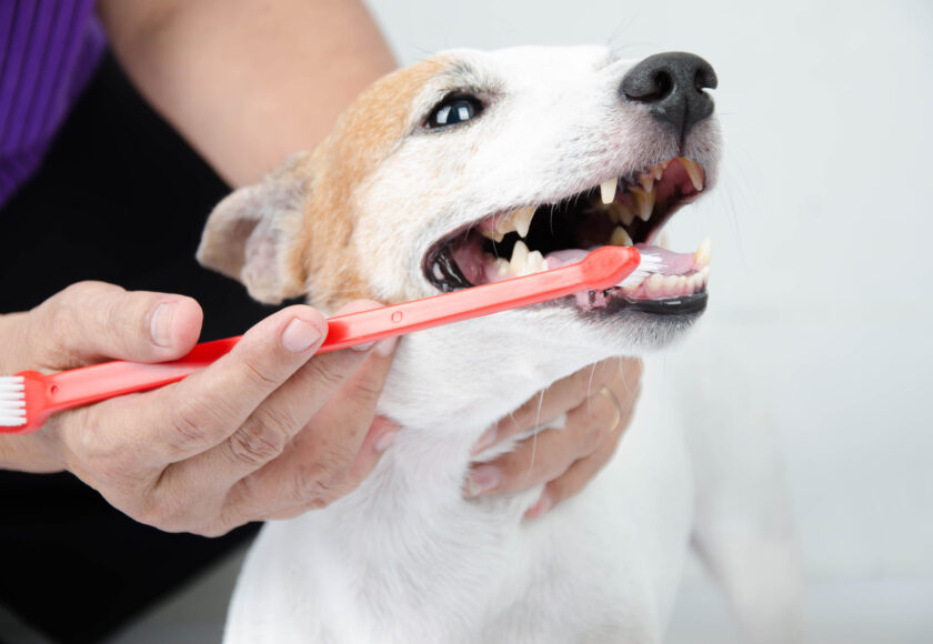 hand brushing dog’s tooth for dental care