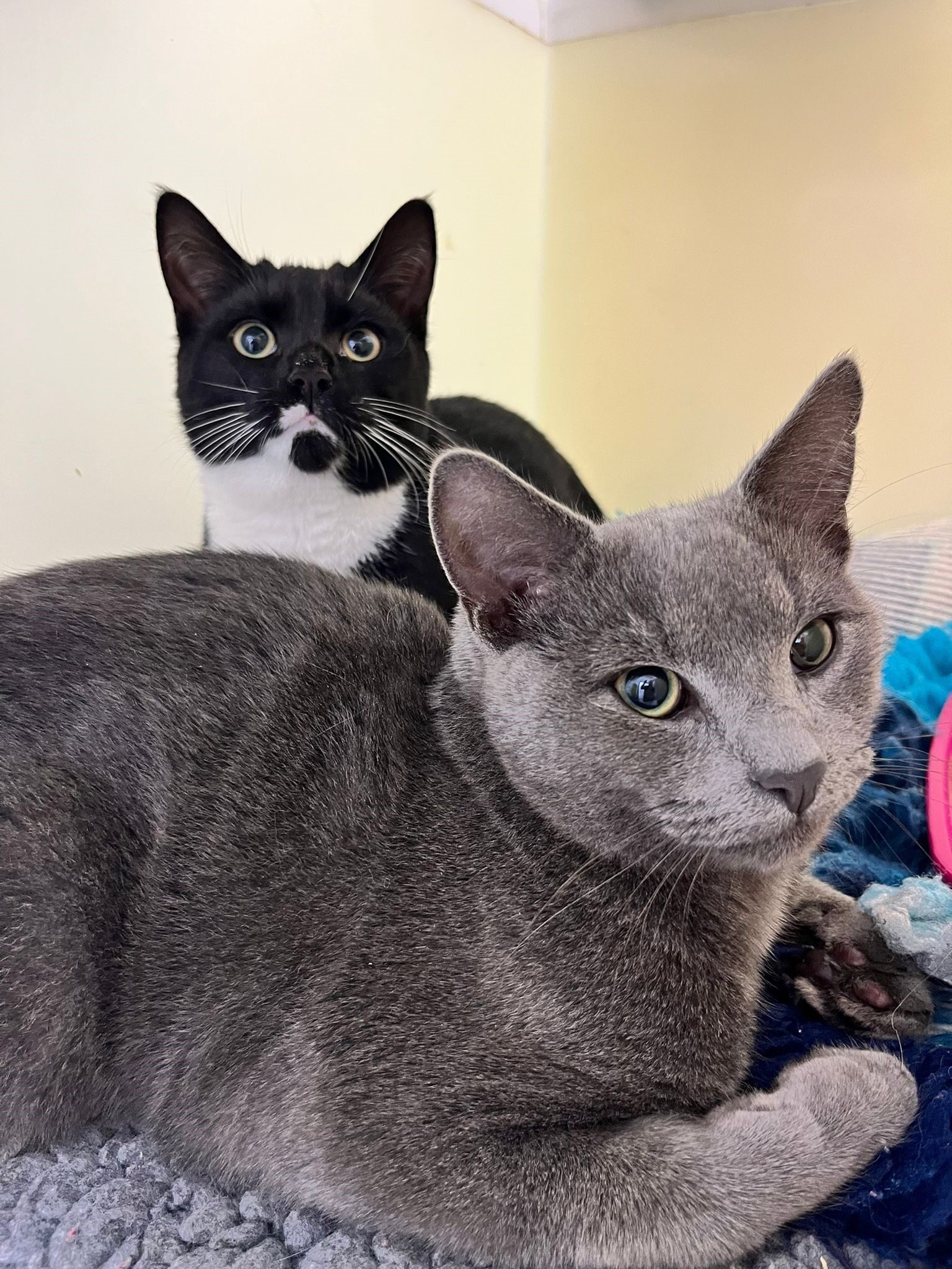 Cats