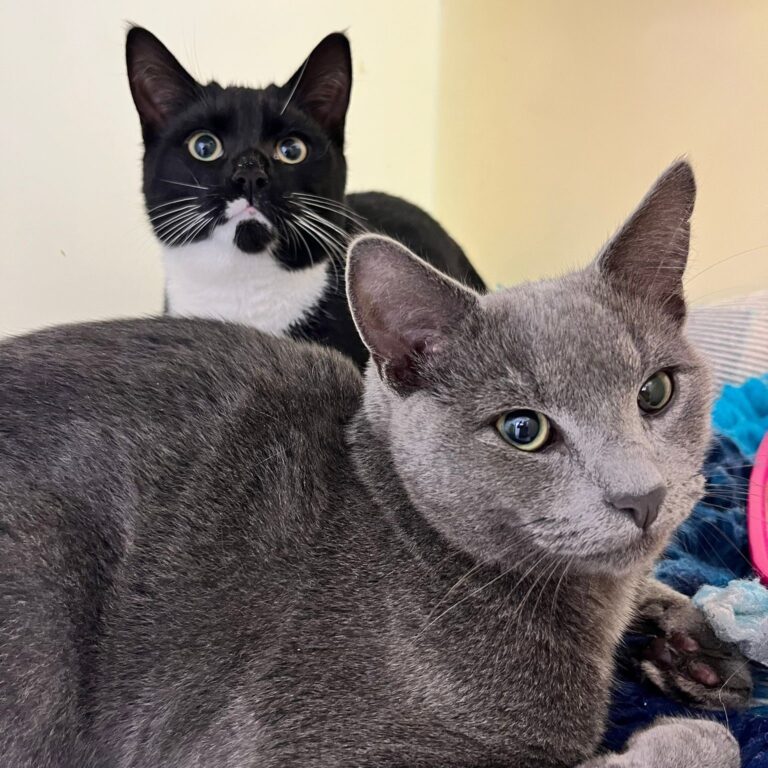 Cats